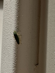 Draeculacephala