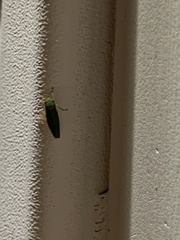 Draeculacephala