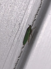 Draeculacephala
