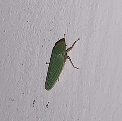 Draeculacephala