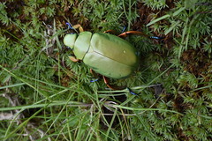Chrysina adolphi