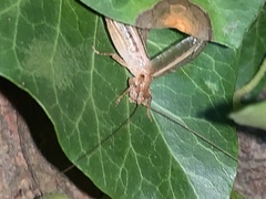 Hapithus saltator