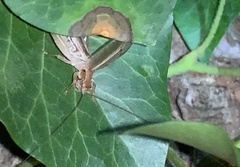Hapithus saltator