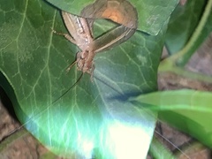 Hapithus saltator
