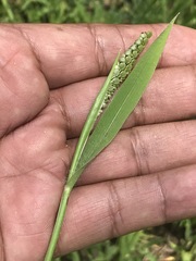 Paspalum convexum