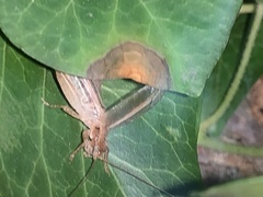 Hapithus saltator