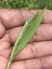 Paspalum convexum