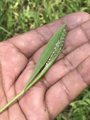 Paspalum convexum