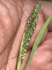 Paspalum convexum