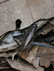 Loxoblemmus equestris