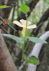 Thunbergia dregeana