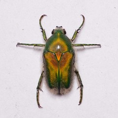 Chiloloba acuta