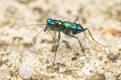 Cylindera versicolor