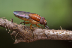 Borbororhinia bivittata