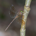 Dingy Dusk-Darter - Photo (c) budak, some rights reserved (CC BY-NC), uploaded by budak