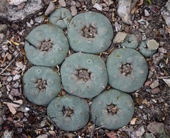 Lophophora diffusa
