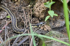 Thamnophis bogerti