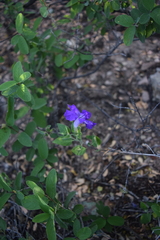 Ruellia hirsutoglandulosa