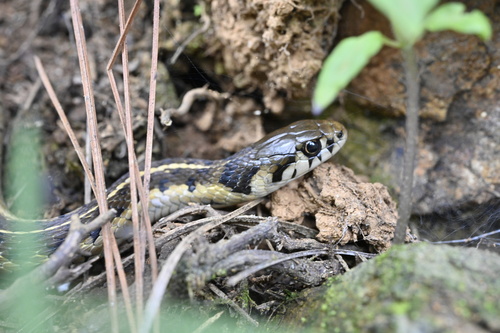 Bogert's Garter Snake