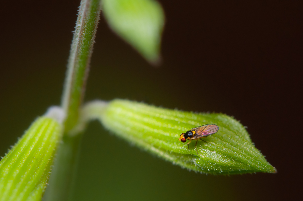 vegetable leafminer