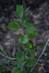 Ruellia hirsutoglandulosa