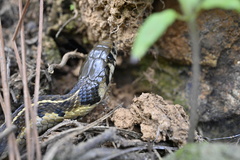 Thamnophis bogerti