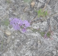 Liatris chapmanii