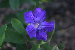 Ruellia hirsutoglandulosa