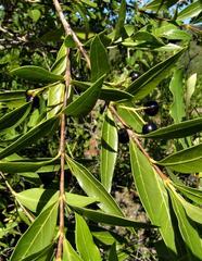 Coptosperma supra-axillare