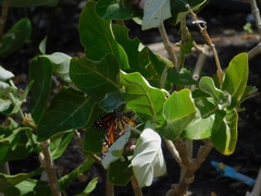 Danaus plexippus