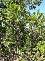 Coptosperma supra-axillare