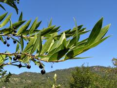 Coptosperma supra-axillare
