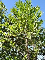 Coptosperma supra-axillare