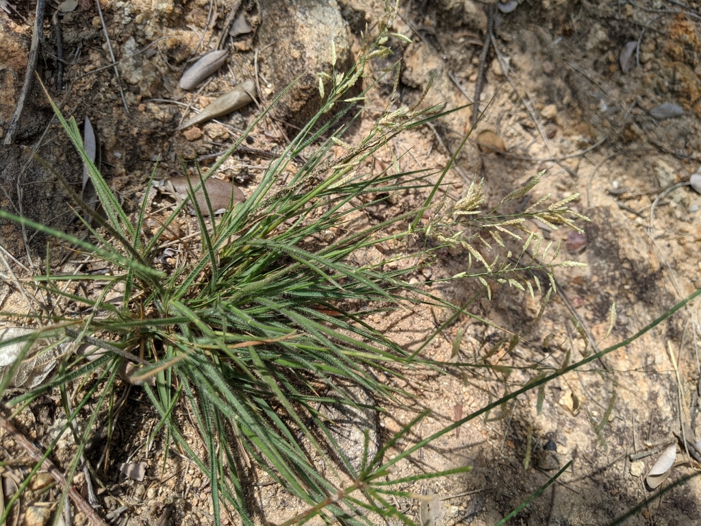 Eragrostis pilosissima (Eragrostis pilosissima)