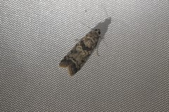 Ancylosis undulatella