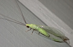 Ceraeochrysa lineaticornis