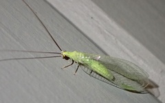 Ceraeochrysa lineaticornis
