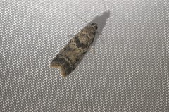 Ancylosis undulatella