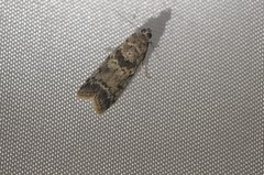 Ancylosis undulatella