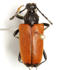 Trigonarthris atrata