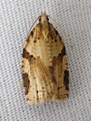 Clepsis spectrana