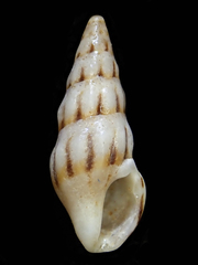 Austrodrillia angasi