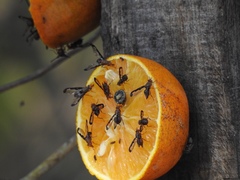 Diacrita