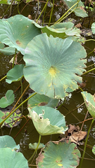 Nelumbo