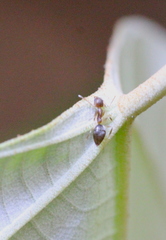 Technomyrmex antennus