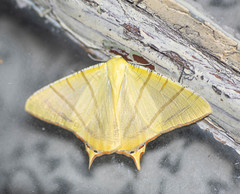 Ourapteryx sciticaudaria