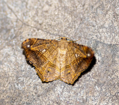 Chiasmia azataria