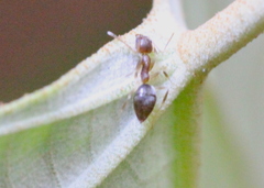 Technomyrmex antennus