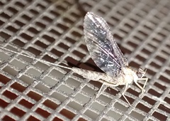 Callibaetis ferrugineus ferrugineus