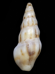 Austrodrillia angasi